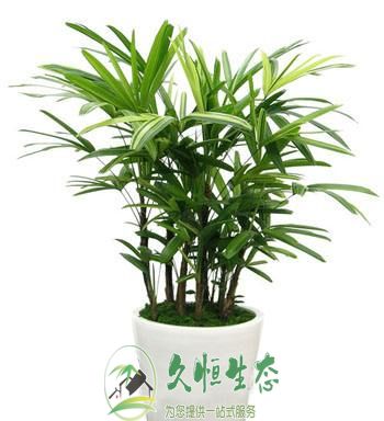 合肥瑶海棕竹